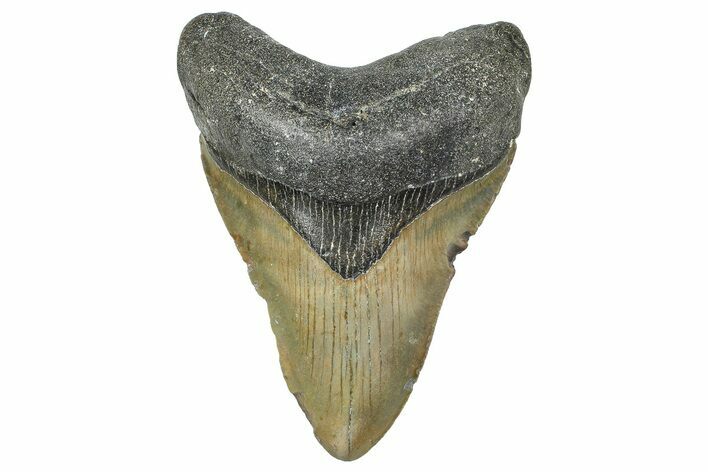 Fossil Megalodon Tooth - North Carolina #364984